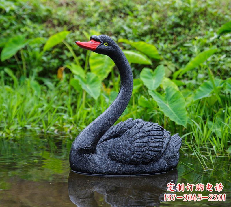 徐州黑天鹅婉约鱼尾,完美呈现园林水塘水景